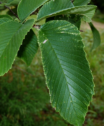 {Ulmus rubra}